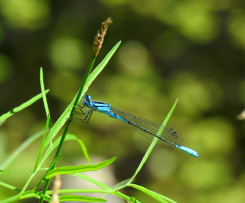 A tiny Bluet...