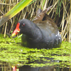 The Pond Moorhens