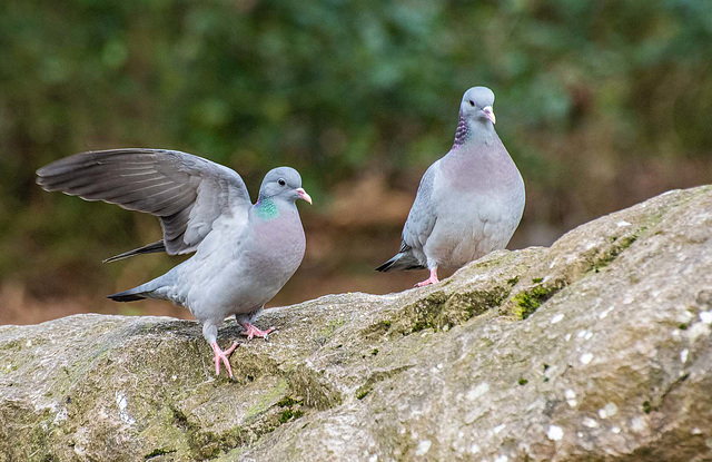 Stock doves