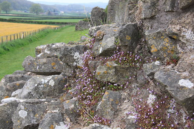 Roman Walls