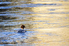 Red-Breasted Merganser at Dawn