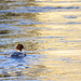 Red-Breasted Merganser at Dawn