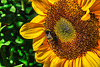 Bienenweide