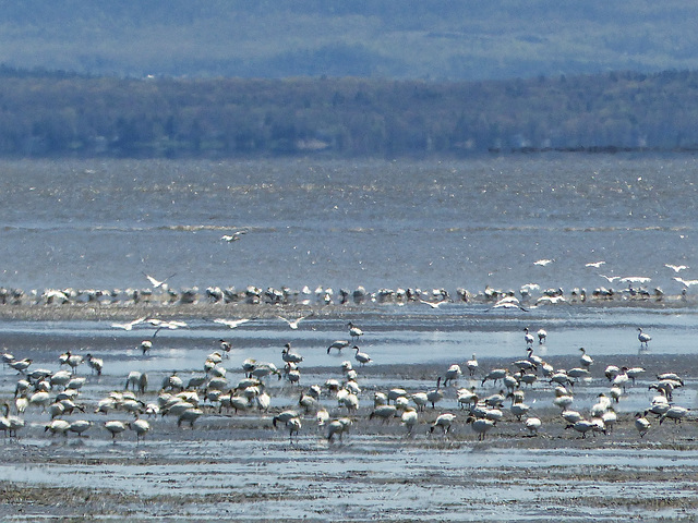 Day 12,  Snow Geese, Cap Tourmente Wildlife Area, Quebec