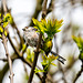 Long tailed tit