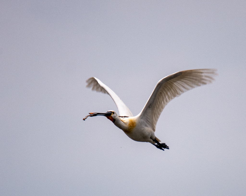 Spoonbill