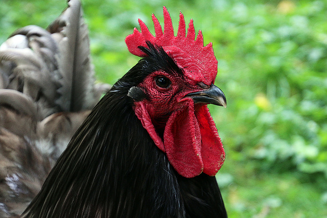 Mon coq Orpington n'est pas fichu de s'occuper de ses  femelles , par contre il pose fièrement devant l'objectif . Je n'aime pas cette mentalité .  ......