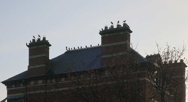 Ashdene Pigeons