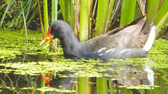 The Pond Moorhens