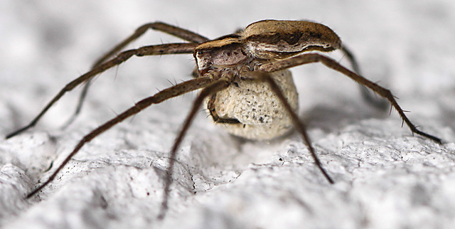 20100705 6274Mw [D~LIP] Listspinne (Pisaura mirabilis) [w] [Raubspinne], [Brautgeschenkspinne] , Eikokon, Bad Salzuflen