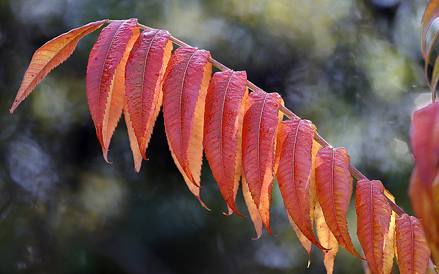 L'automne du Sumac