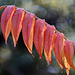 L'automne du Sumac