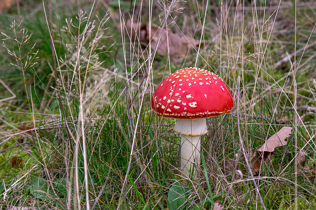 Fly Agaric new