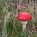 Fly Agaric new