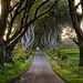 County Antrim: Journey down the Dark Hedges