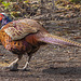 Pheasant