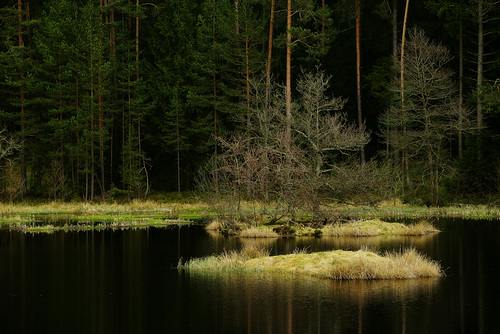 Weiher & Wald