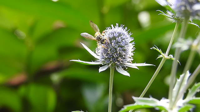 20230806 3426CP~V [D~LIP] Bienenjagende Knotenwespe (Cerceris rybyensis), BS