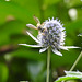 20230806 3426CP~V [D~LIP] Bienenjagende Knotenwespe (Cerceris rybyensis), BS