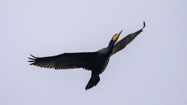 Cormorant