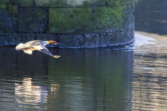 Red-Breasted Merganser