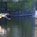 Red-Breasted Merganser