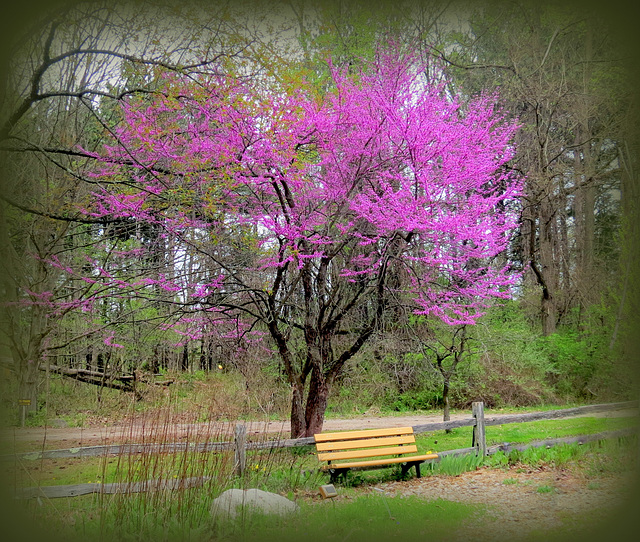 Cercis canadensis