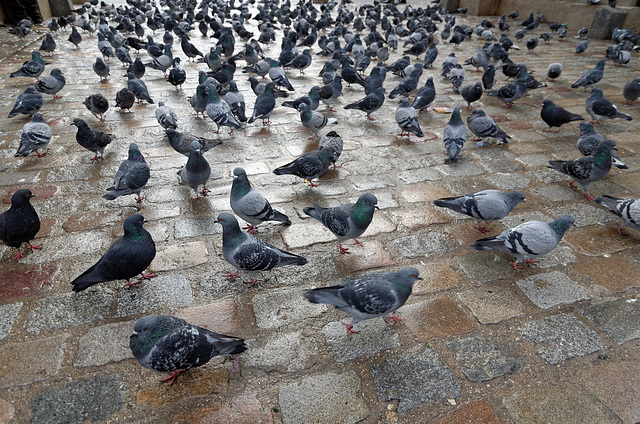 Sur les pavés, des pigeons