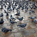 Sur les pavés, des pigeons