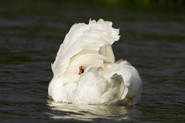 Mute Swan   /   Oct 2013