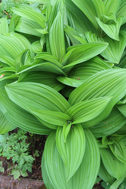 Veratrum album 'Irish Green'