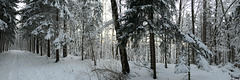 Winterwunderwald (pip)