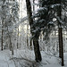 Winterwunderwald (pip)