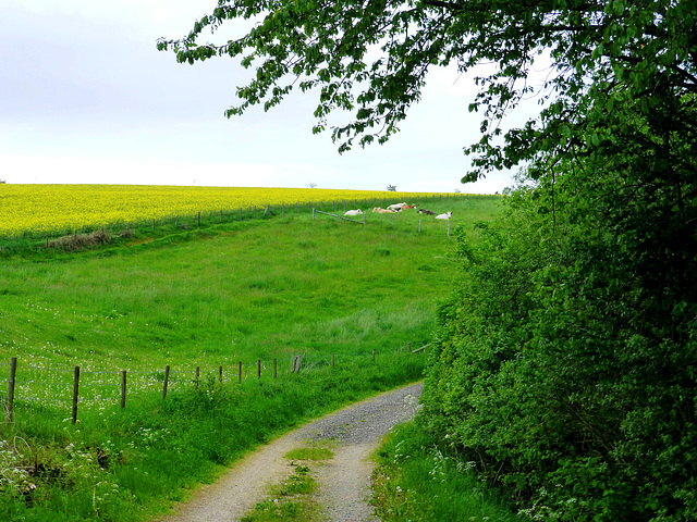 DE - Schleiden - On the Höhentour trail