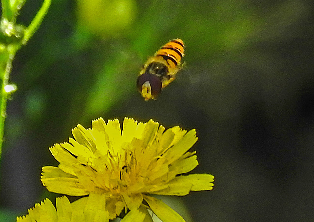 20200623 8871CPw [D~LIP] Habichtskraut (Hieracium lachenalii), Hainschwebfliege [Winterschwebfliege], Bad Salzuflen