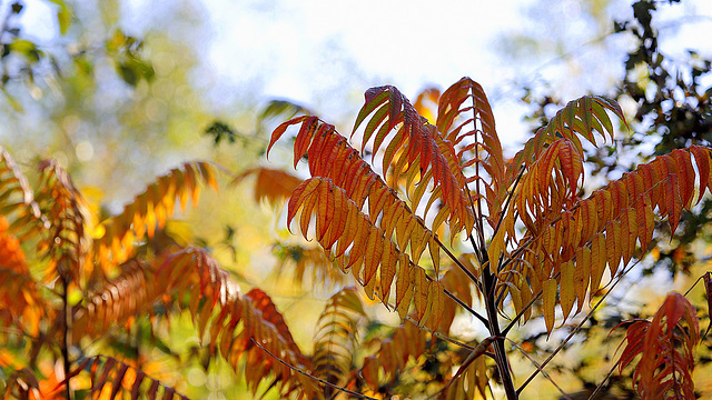 Sumac feuilles