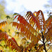 Sumac feuilles