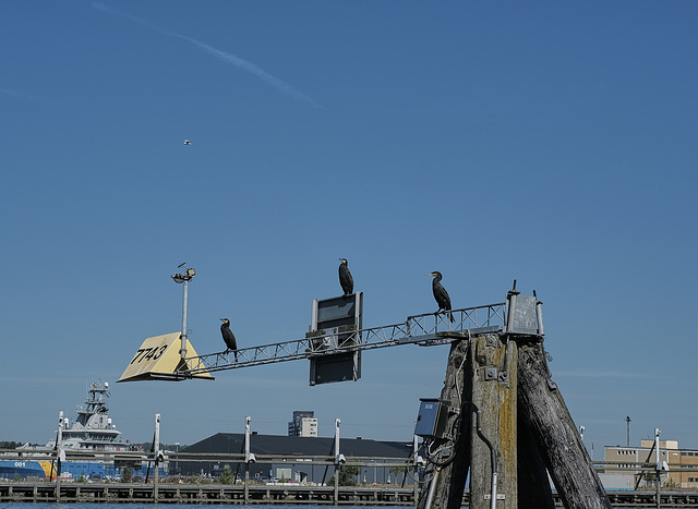 Three cormorant amigos, Göteborg harbour