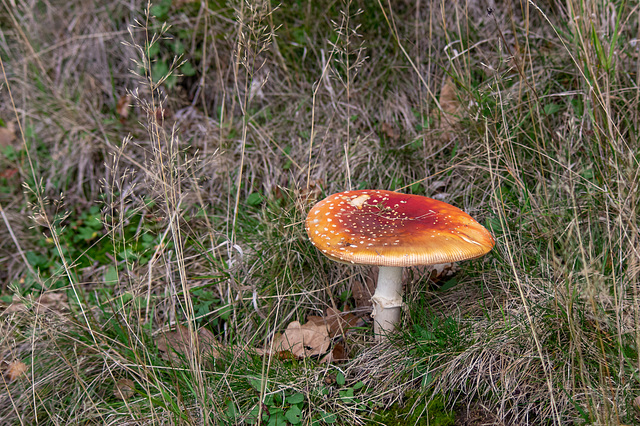 Fly Agaric older