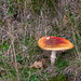 Fly Agaric older