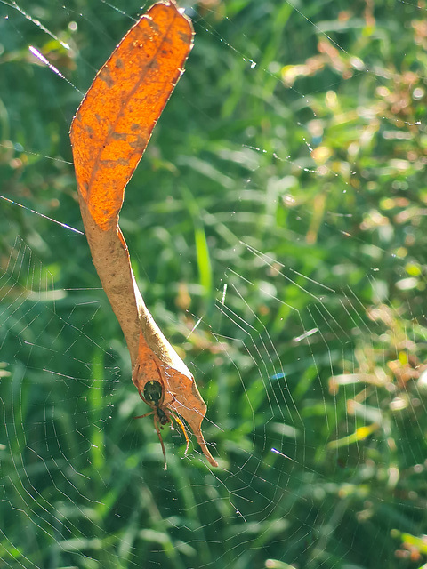 Leafcurling spider