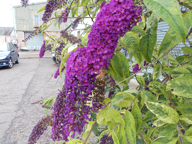 oaw[b&w] - bees & buddleia