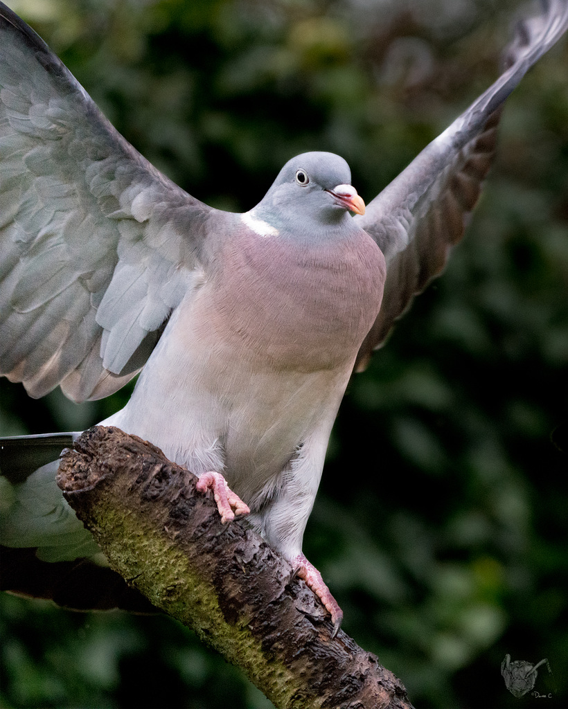 Wood Pigeon