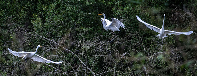 Great white egrets