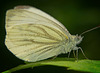Der Rapsweißling (Pieris napi) kam mal vorbeigeflogen :)) The cabbage white butterfly (Pieris napi) flew by just now :)) Le papillon blanc du chou (Pieris napi) vient de passer :))