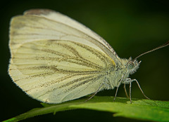 Der Rapsweißling (Pieris napi) kam mal vorbeigeflogen :)) The cabbage white butterfly (Pieris napi) flew by just now :)) Le papillon blanc du chou (Pieris napi) vient de passer :))