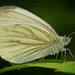 Der Rapsweißling (Pieris napi) kam mal vorbeigeflogen :)) The cabbage white butterfly (Pieris napi) flew by just now :)) Le papillon blanc du chou (Pieris napi) vient de passer :))