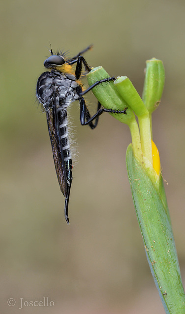 Mosca Asesina II