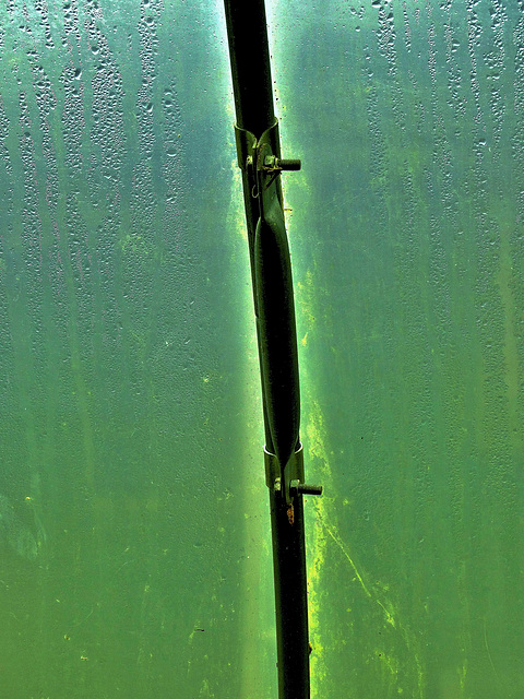 Polytunnel. Corner