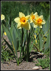 Narcisses hybrides  (6)